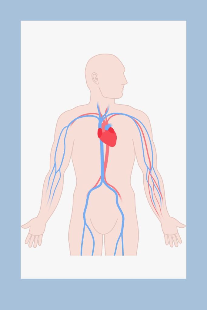 Homeschool health science. Health science with Dr. Jenn Dobert, Pharmacist. Human body systems, anatomy and physiology for homeschool families.